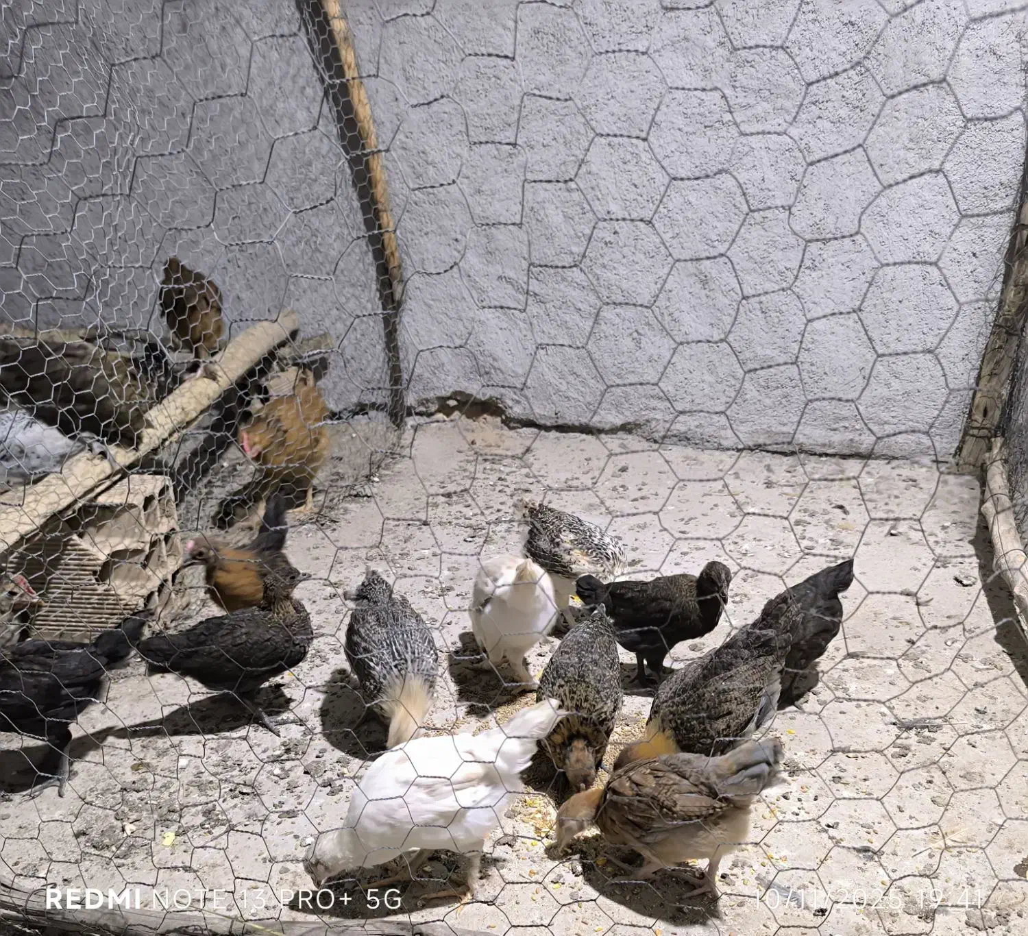 جوجه محلی|حیوانات مزرعه|لیکک, |دیوار