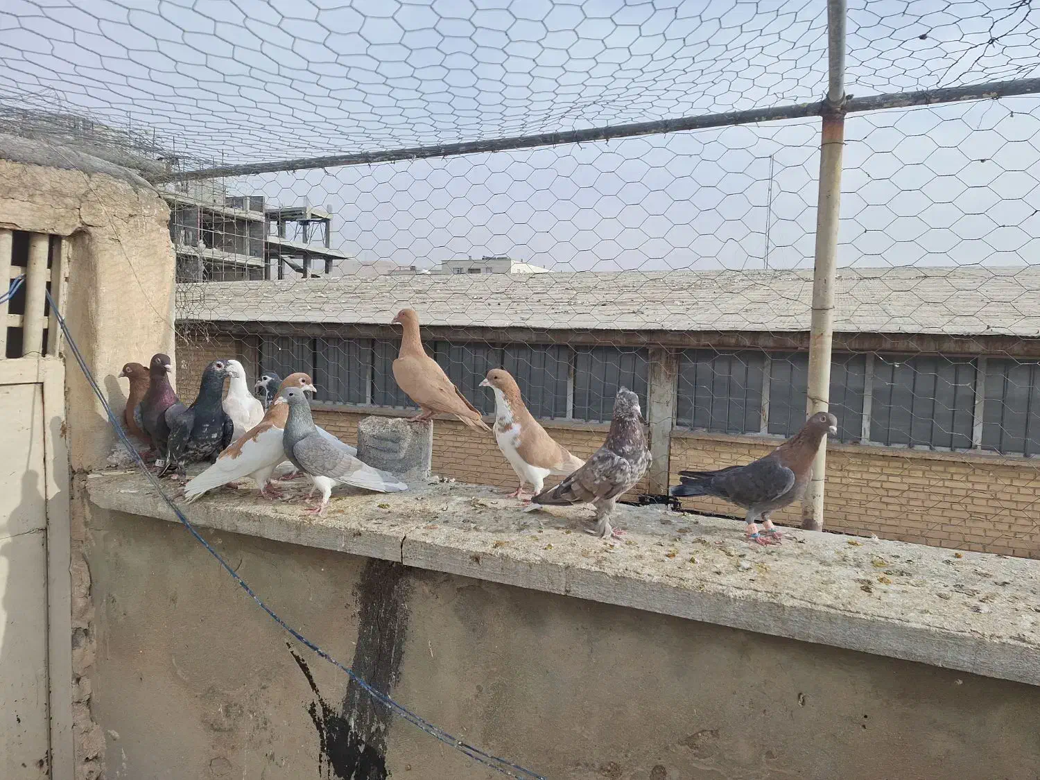 ۱۱ تا کفتر رنگی|پرنده|شیراز, پودنک|دیوار