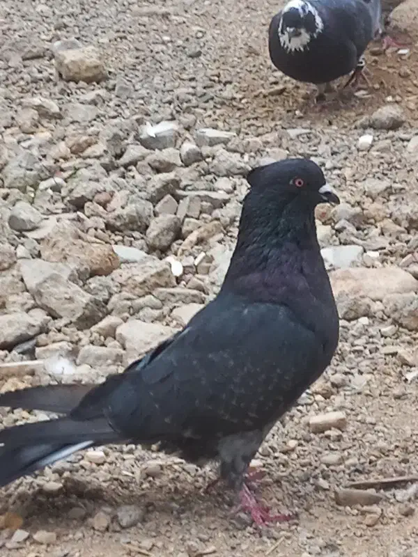 کبوتر|پرنده|چرداول, |دیوار