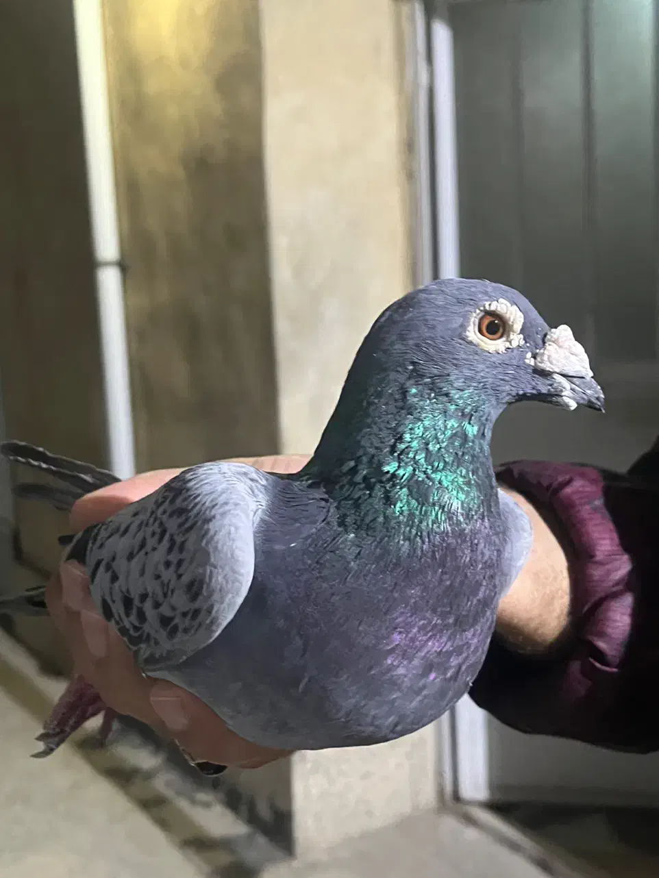 کفتر پلاکی|پرنده|ری, شهید بهشتی|دیوار