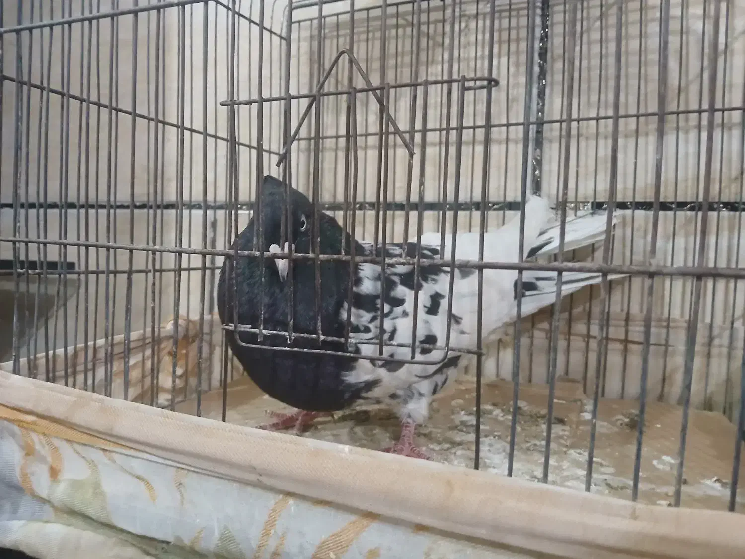 سرسیاه|حراج|رفسنجان, |دیوار