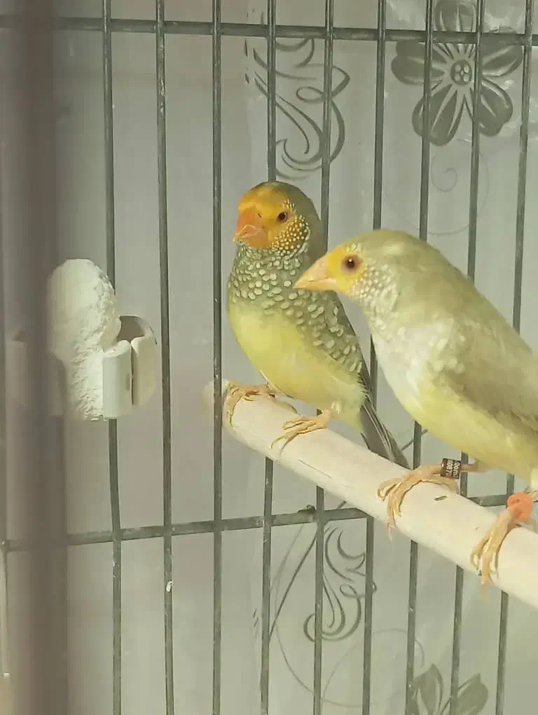 فنچ ستاره ای|پرنده|قم, پردیسان|دیوار