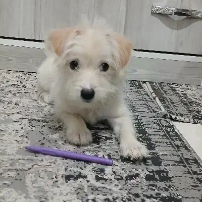 واگذاری سگ|سگ|رباط‌کریم, مسکن مهر آبشناسان|دیوار