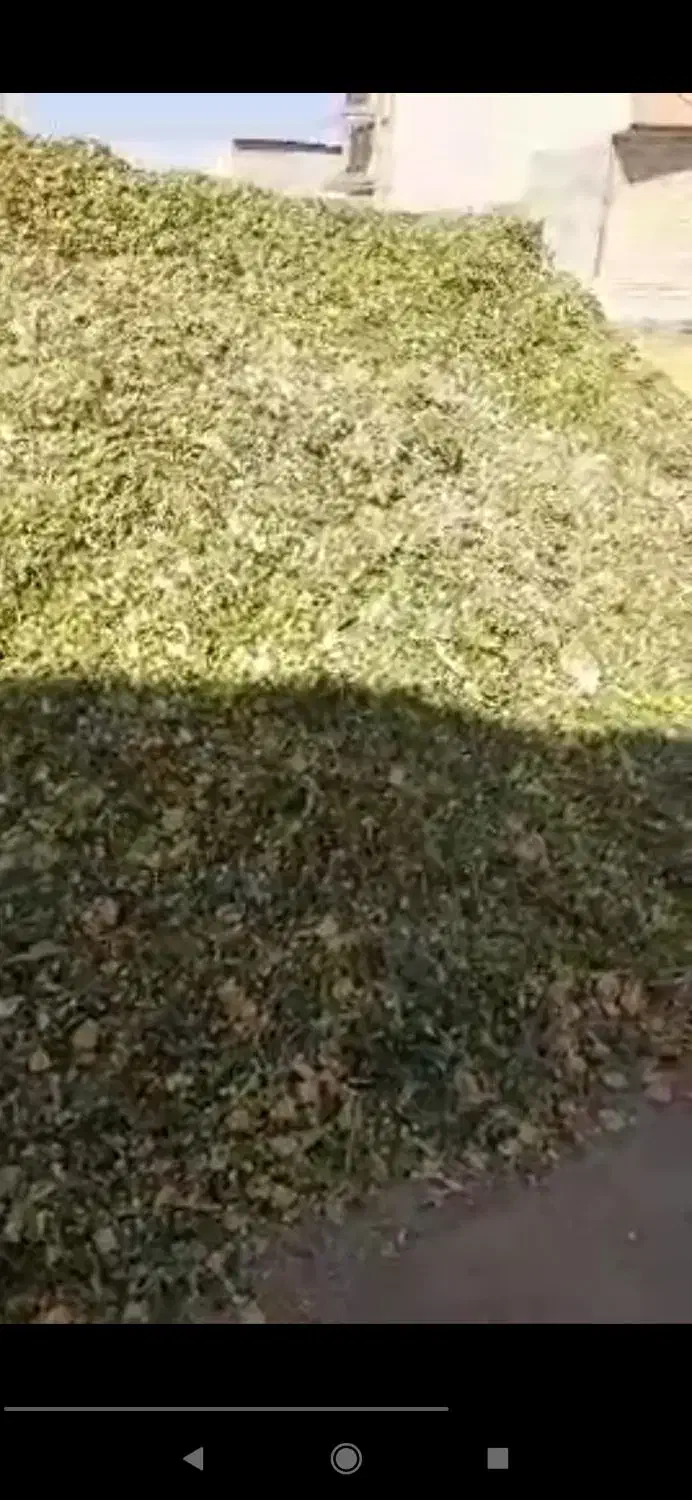 ذرت علوفه پر دان 7000|عمده‌فروشی|لالجین, |دیوار