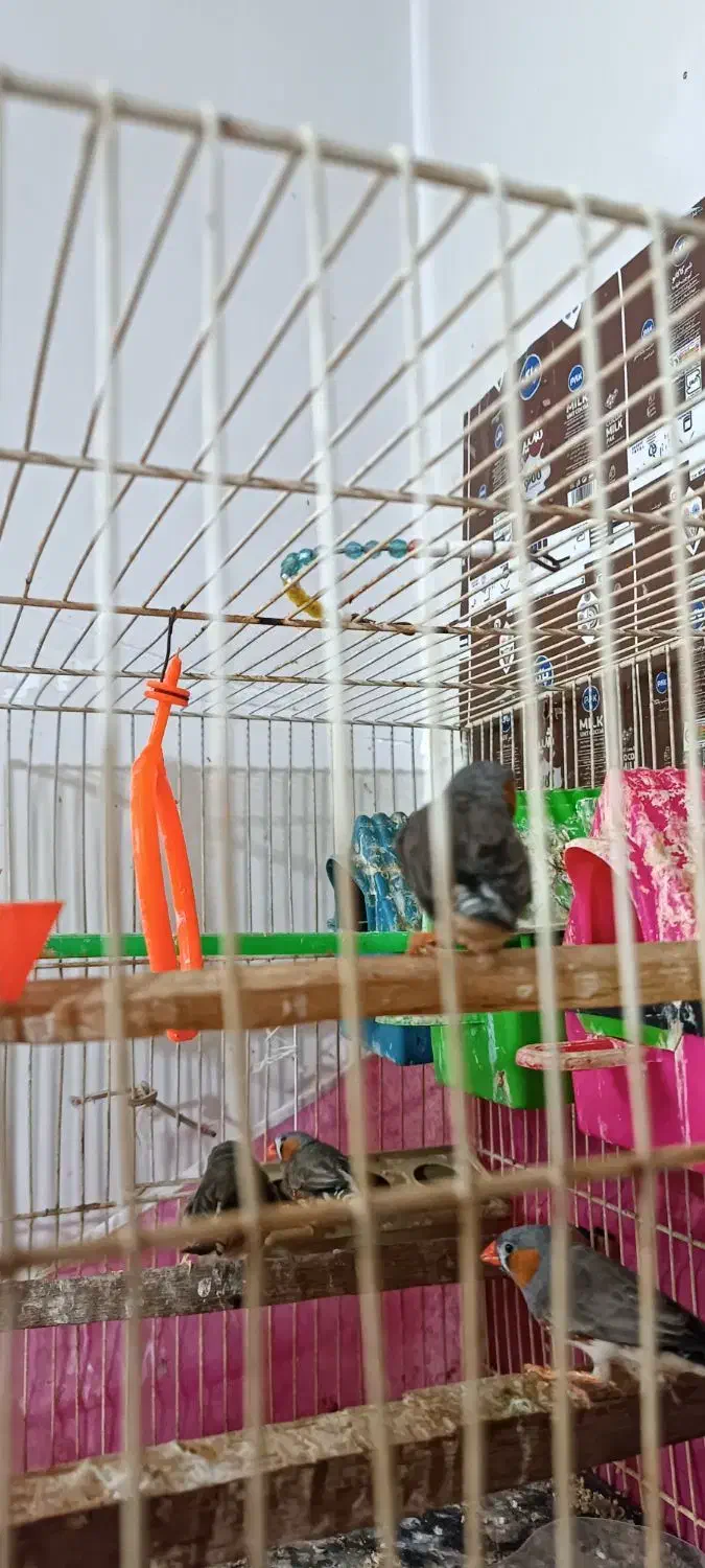 فنچ|پرنده|چناران, |دیوار