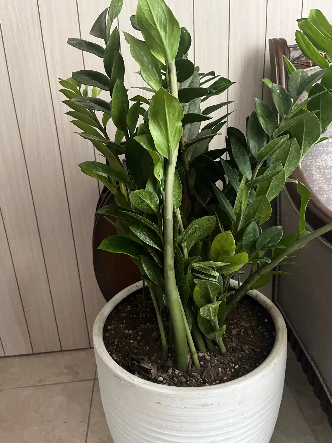 زاموفیلیا بزرگ|گل و گیاه طبیعی|گرگان, |دیوار