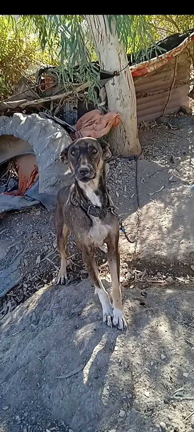 واگزاری سگ|سگ|صالح آباد (ایلام), |دیوار