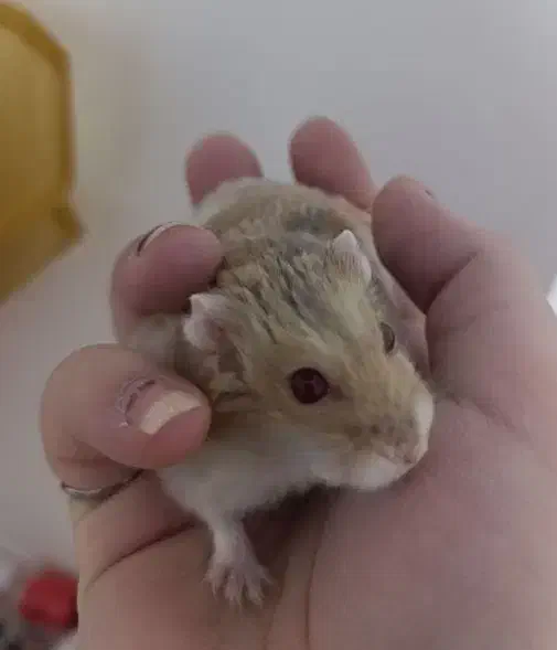 فروش همستر کمپل|موش و خرگوش|محلات, |دیوار