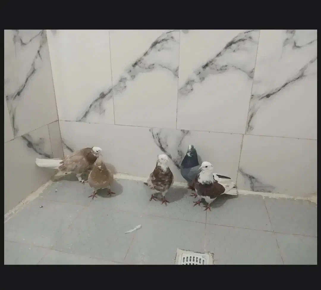 کبوتر پرشی|پرنده|مهربان, |دیوار