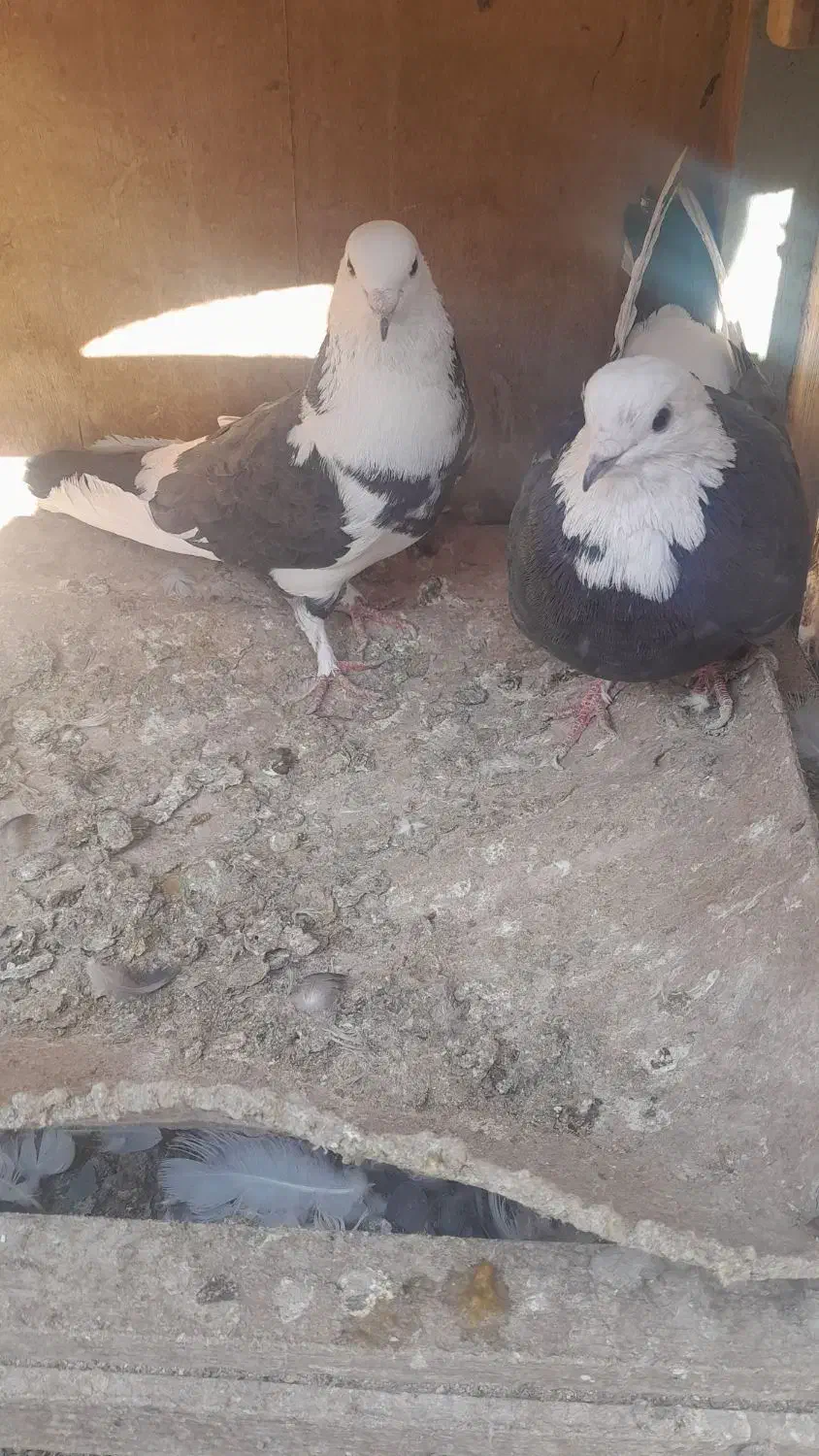 همه‌ جور هست|پرنده|قم, نخودی|دیوار