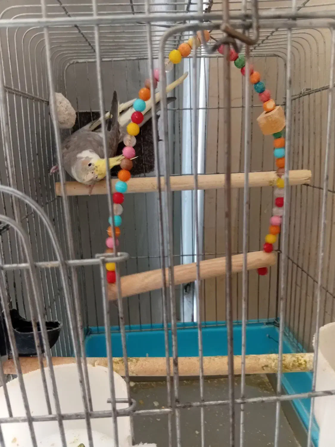 پرنده|پرنده|محمدشهر, شهرک پیام (مهرالبرز)|دیوار