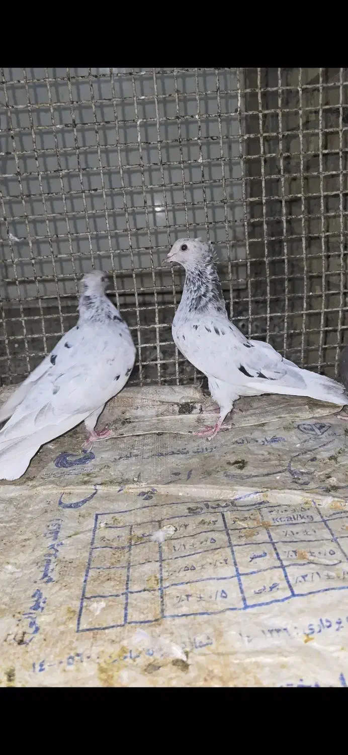 سه تا ماده دم سفید بندی جوون|پرنده|صدرا-فارس, فاز ۱|دیوار