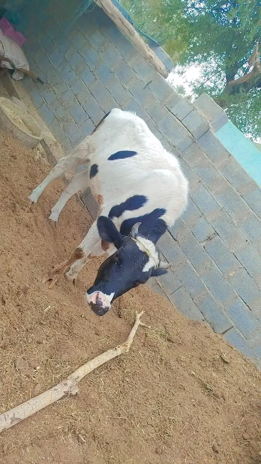 قیمت توافقی|حیوانات مزرعه|جیرفت, |دیوار