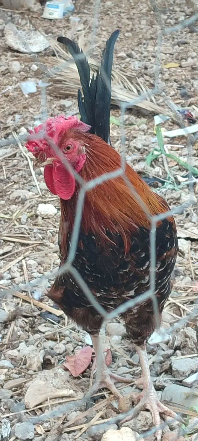 خروس|حیوانات مزرعه|وحدتیه, |دیوار