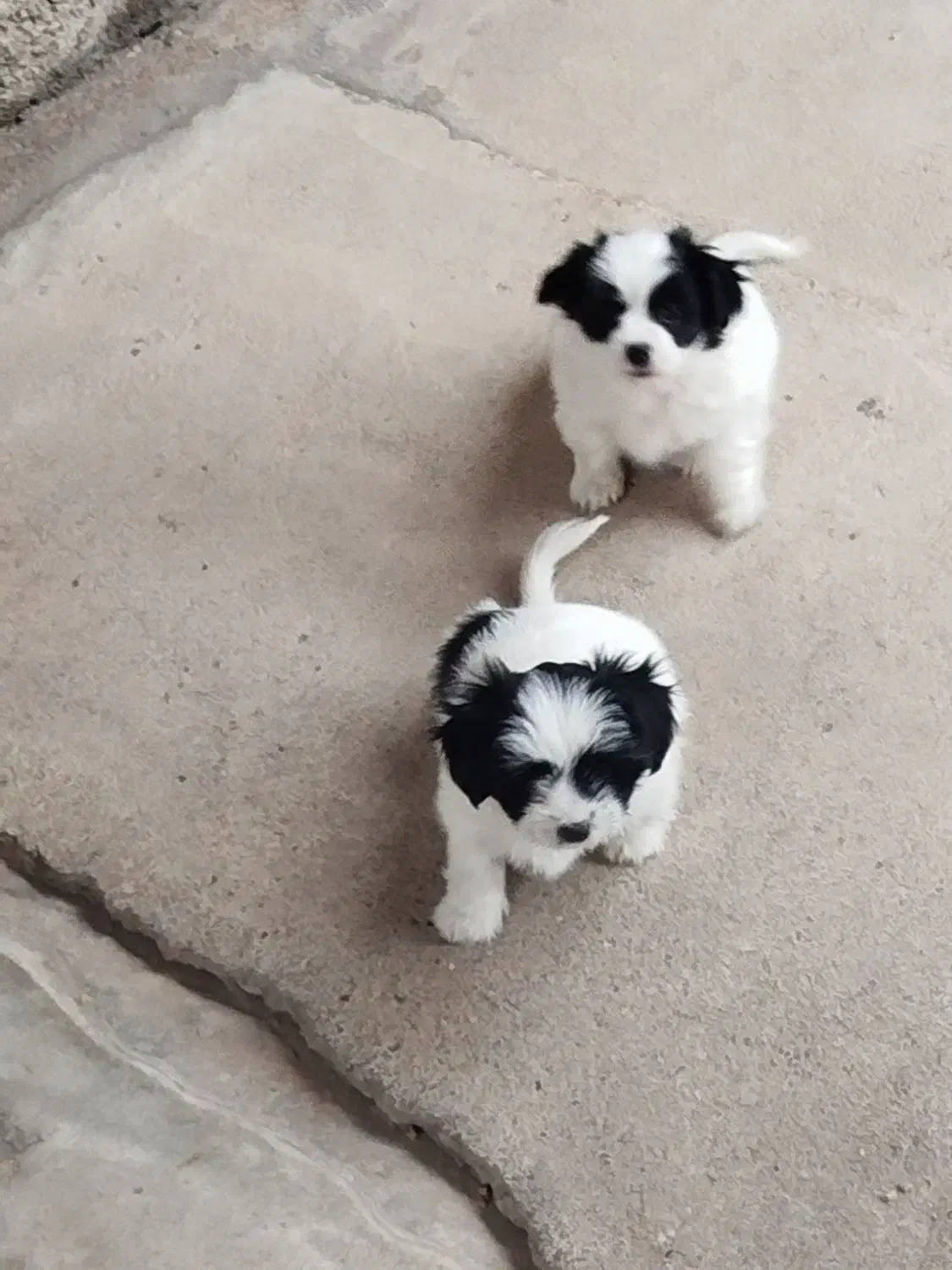 سه توله دوماهه نژاد پامر اشپیتز|سگ|مسجد سلیمان, |دیوار