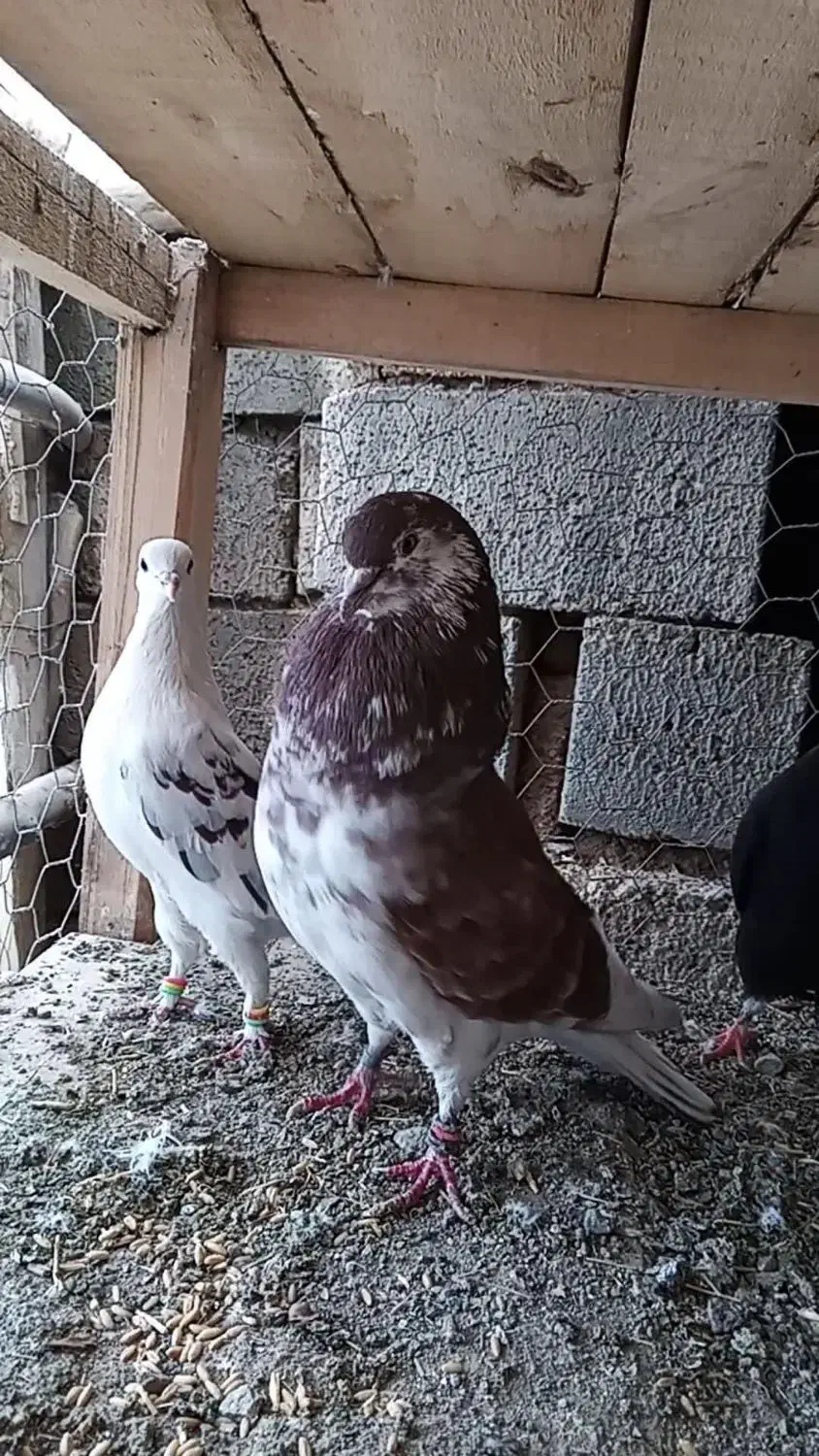 کبوتر  گرگی|پرنده|اشنویه, |دیوار