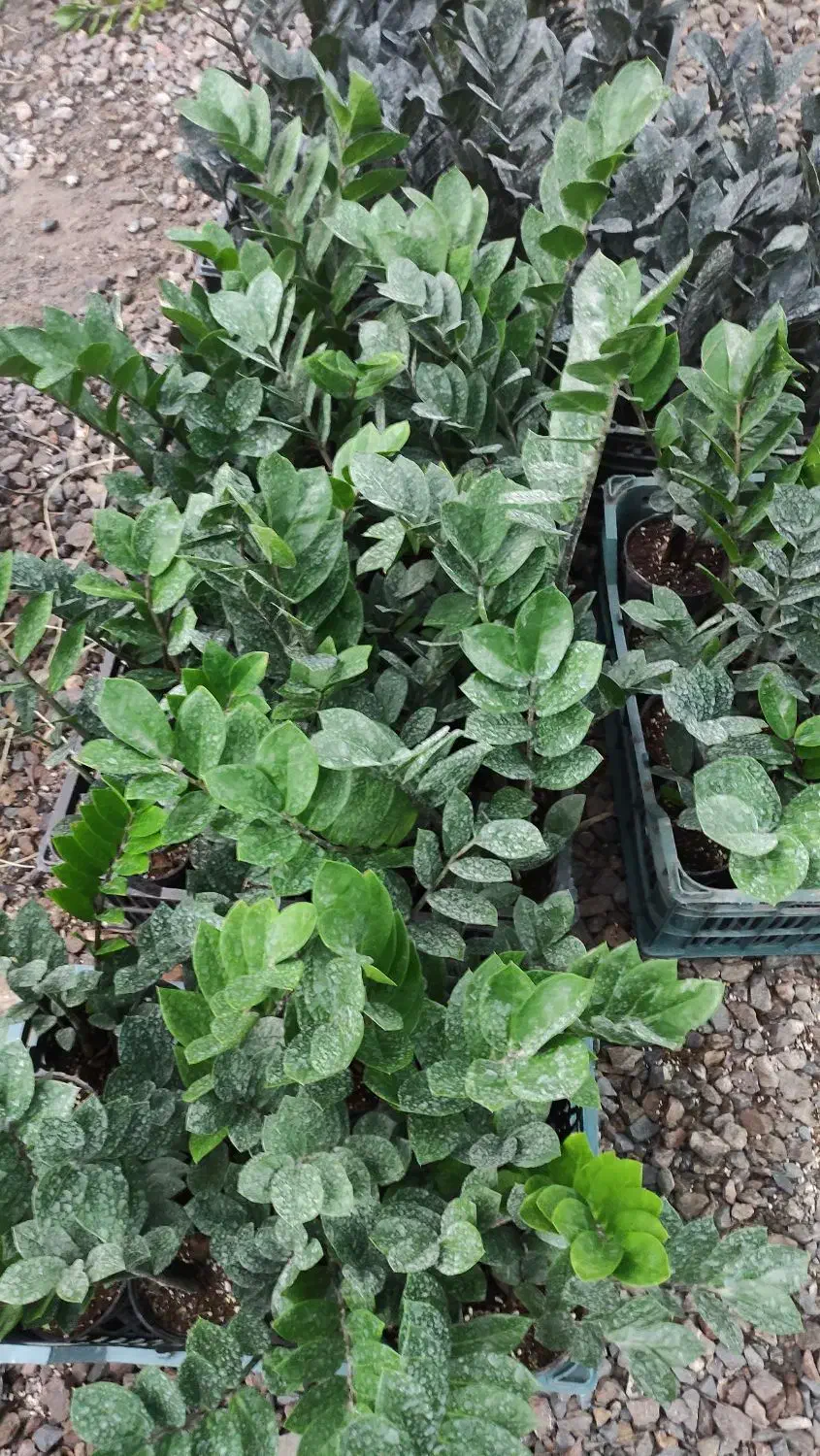 گل زامیفولیا زامفولیا زیر قیمت|گل و گیاه طبیعی|بابل, |دیوار