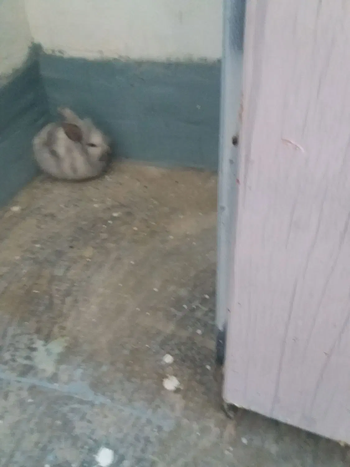 خرگوش|موش و خرگوش|بهبهان, |دیوار