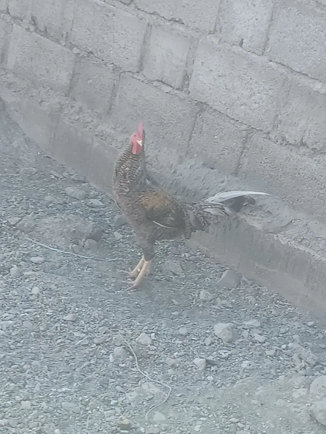 خروس فروشی|حیوانات مزرعه|توکهور, |دیوار