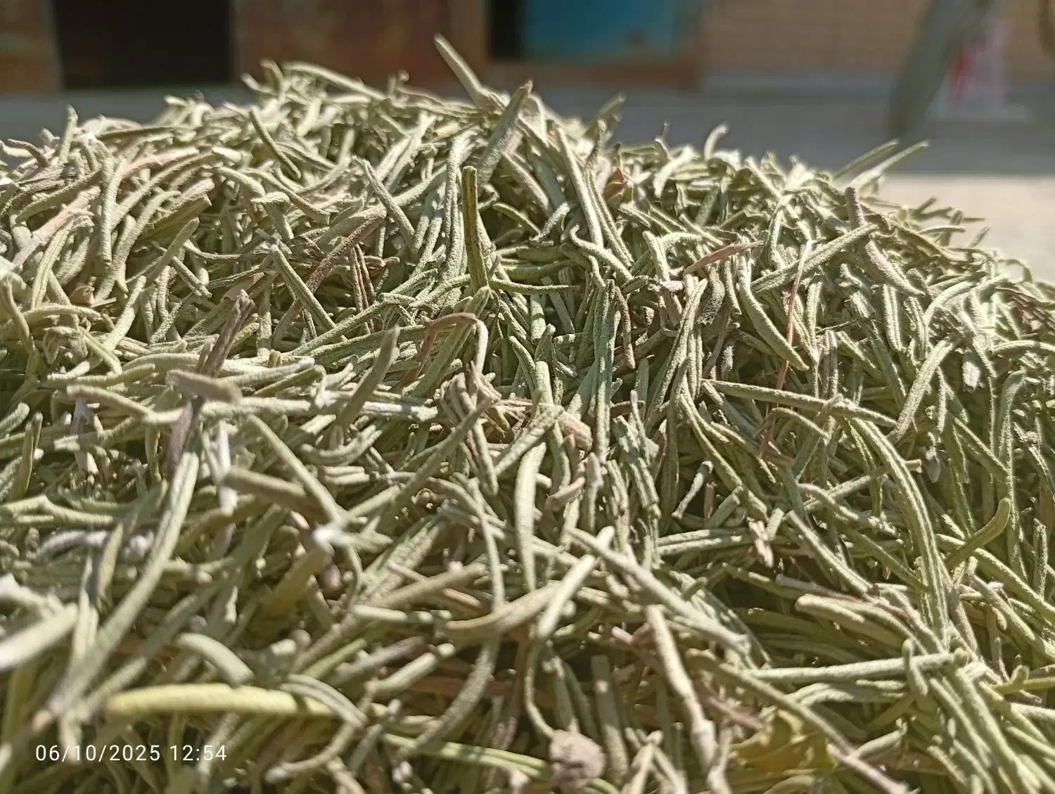 خریدار عمده رزماری و بهلیمو|خدمات باغبانی و درختکاری|دهدشت, |دیوار