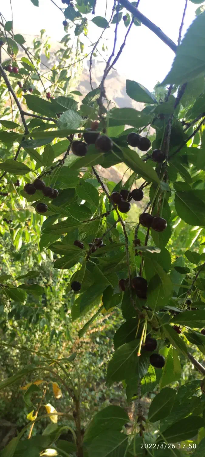 فروش باغ در جاده چالوس روستای زیبای مورود|فروش زمین و ملک کلنگی|آسارا, |دیوار