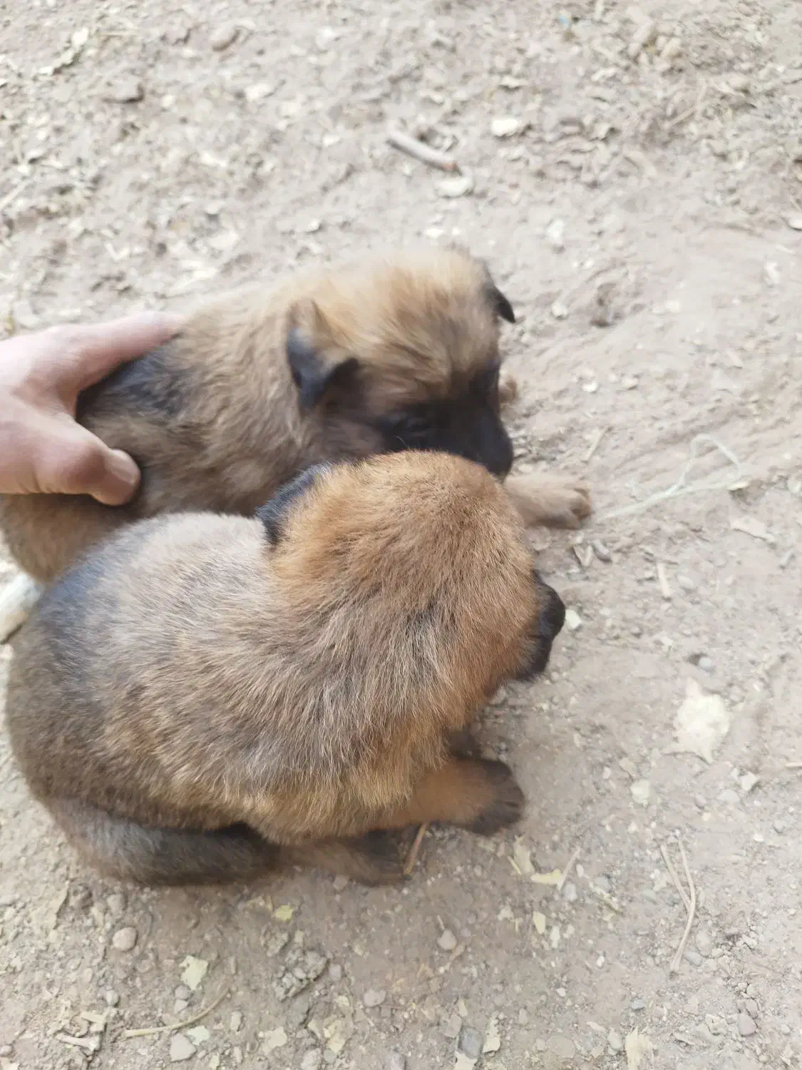 واگذاری توله ژرمن و مالینویز|سگ|بوئین زهرا, |دیوار