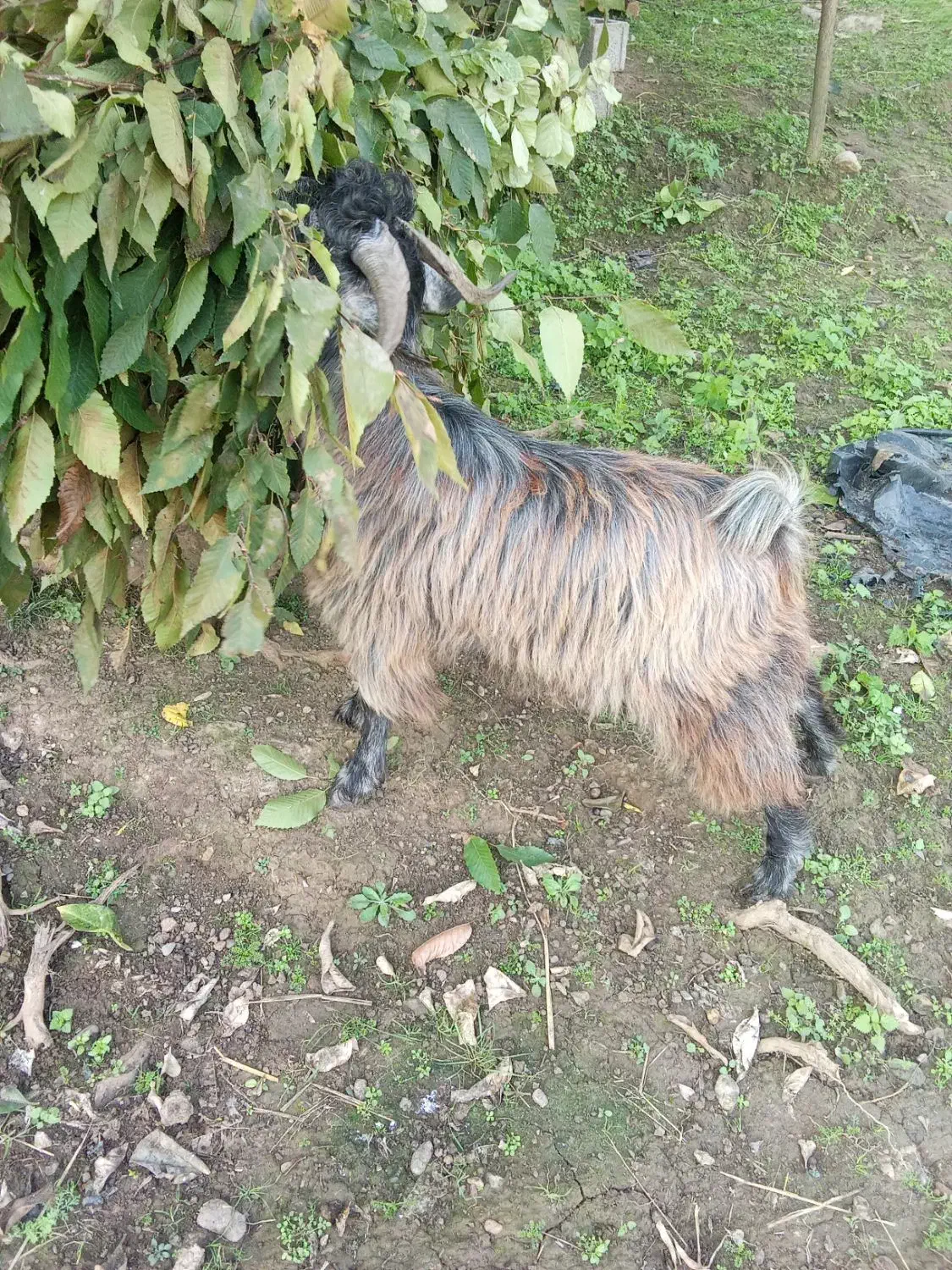 دوعدد بزغاله نر|حیوانات مزرعه|ماسال, |دیوار