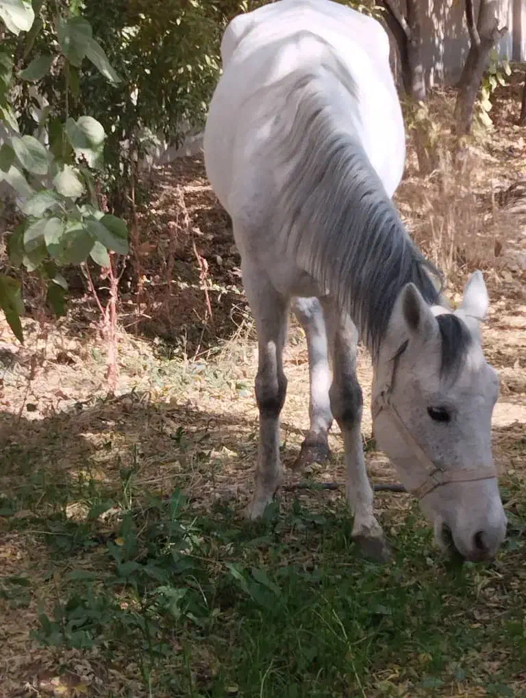 اسب مادیون سه سال|اسب و تجهیزات اسب‌سواری|پیشوا, |دیوار