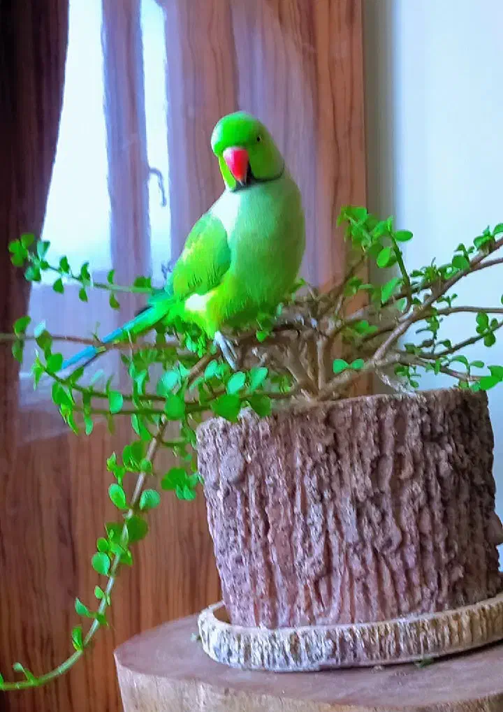 گمشده ملنگو|حیوانات|سهند, |دیوار