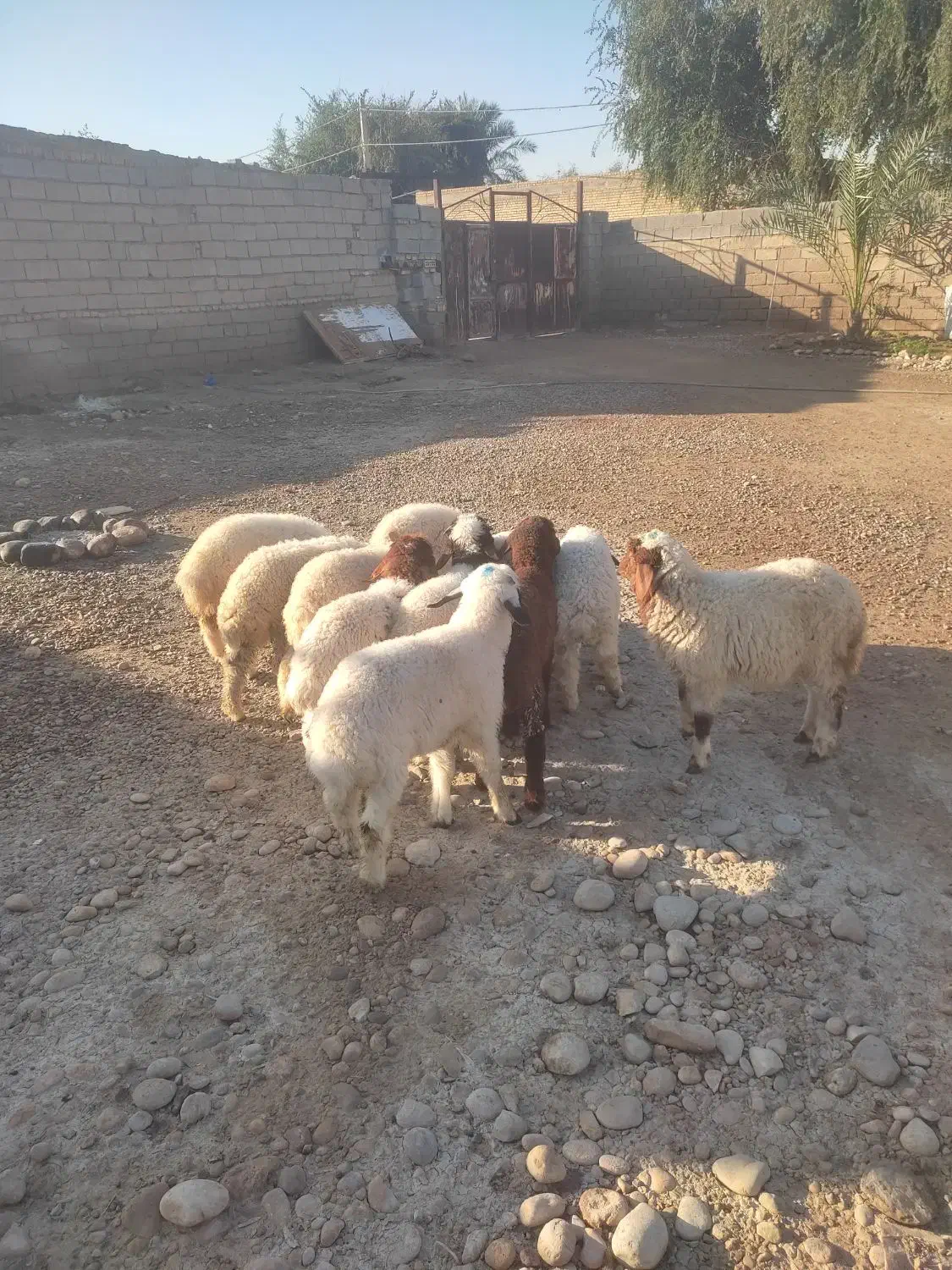 بره گوسفند.بز|حیوانات مزرعه|اهواز, شریعتی جنوبی|دیوار