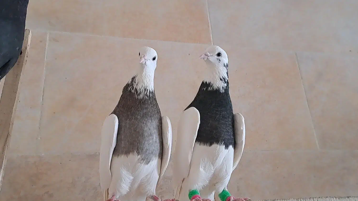 کبوتر رنگی|پرنده|ضیاء آباد, |دیوار