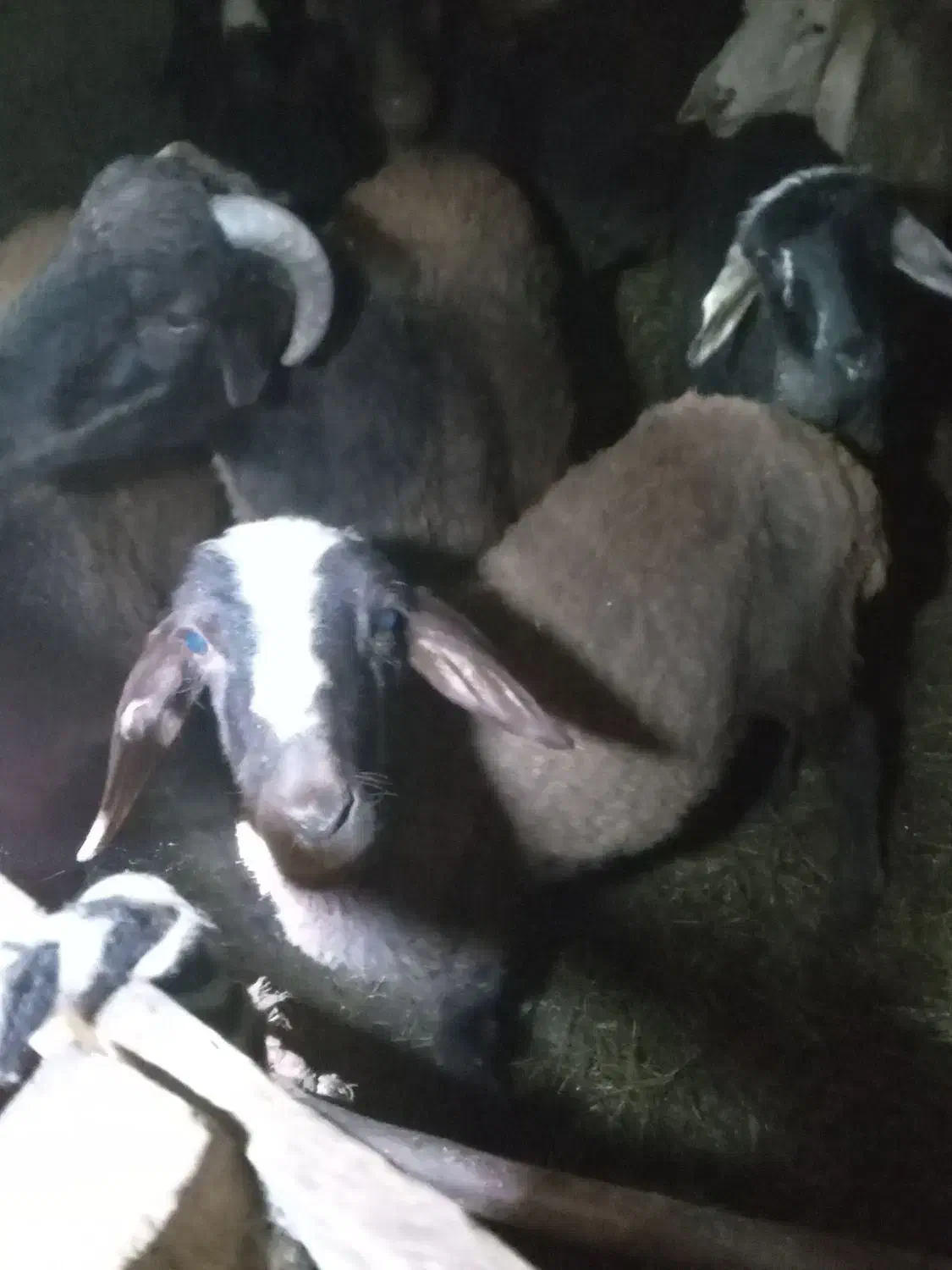 بره افشاری ماده|حیوانات مزرعه|دلند, |دیوار