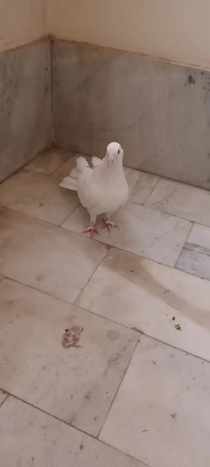 چند نوع کفتر|پرنده|اصفهان, طامه|دیوار