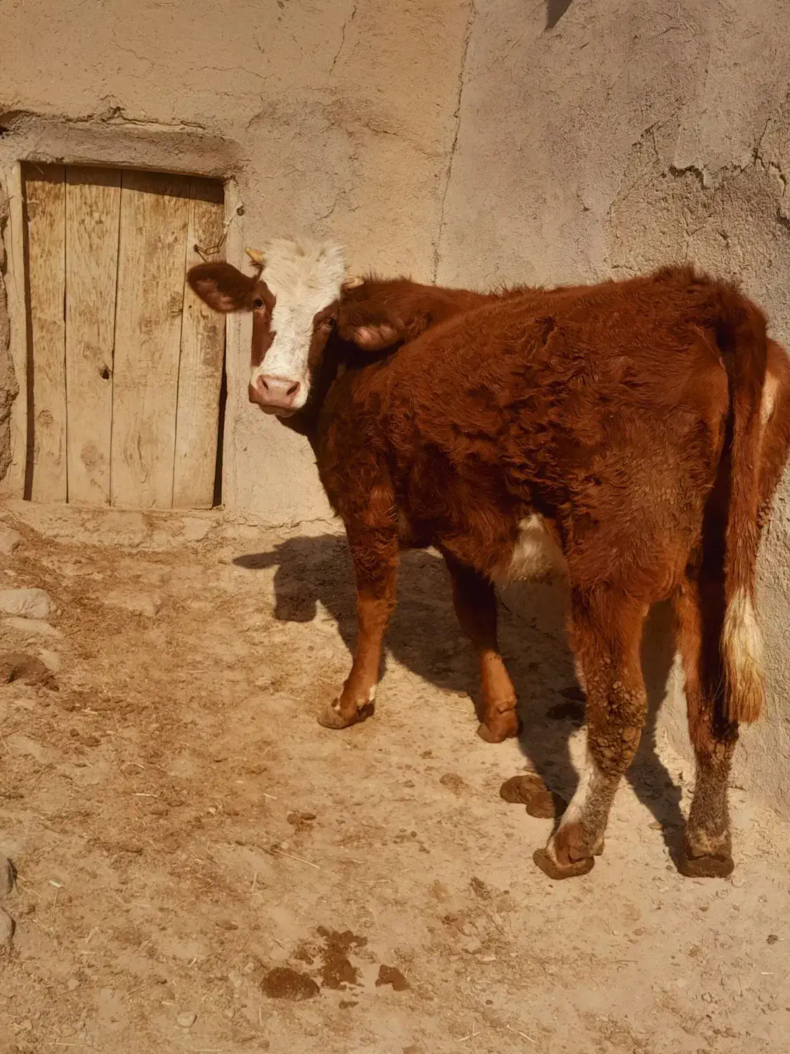 سه عدد گاو سمینتال قرمز جوان آبستن گاو صحرا|حیوانات مزرعه|نظر کهریزی, |دیوار