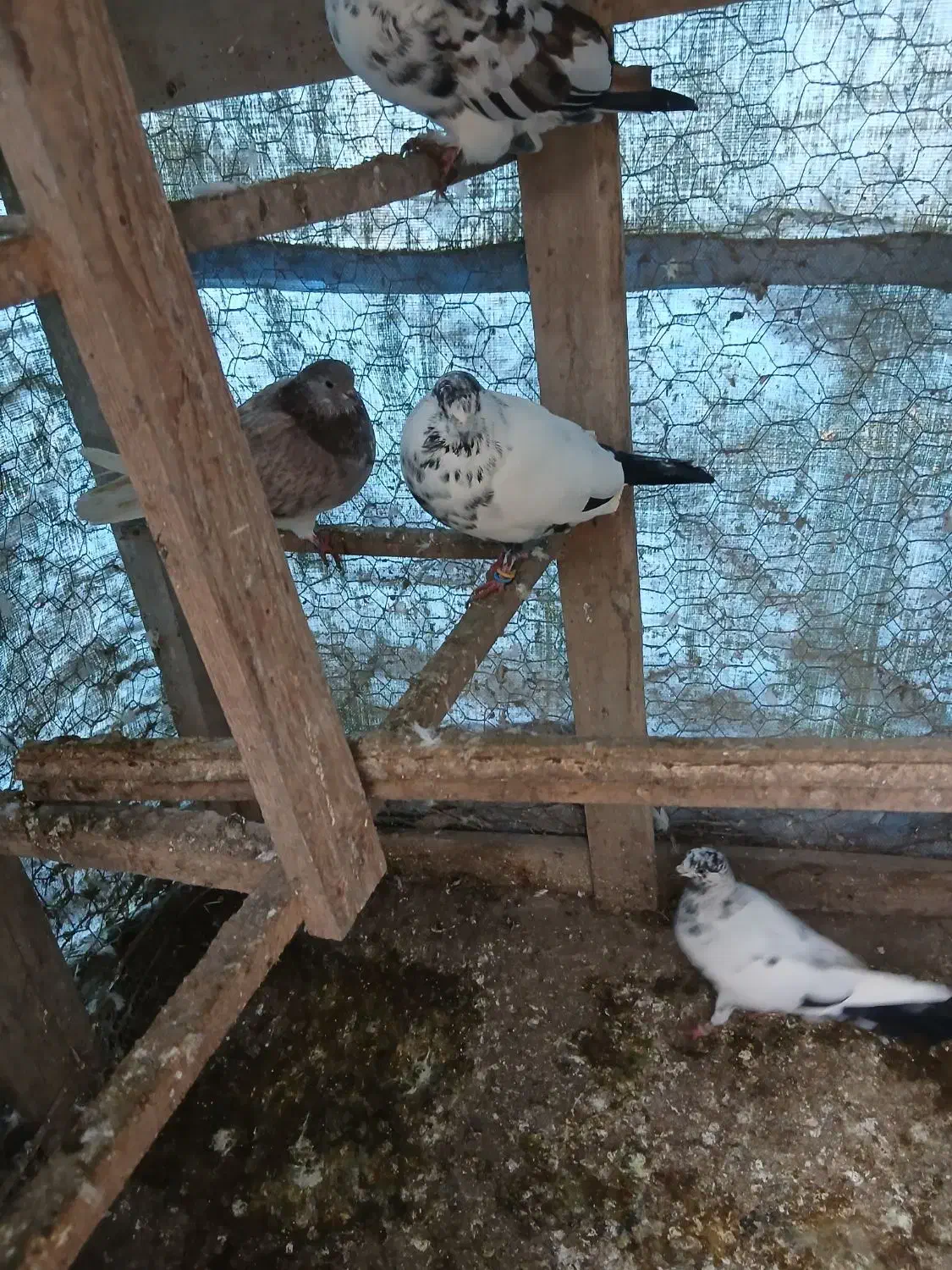 کبوتر|پرنده|کوچصفهان, |دیوار