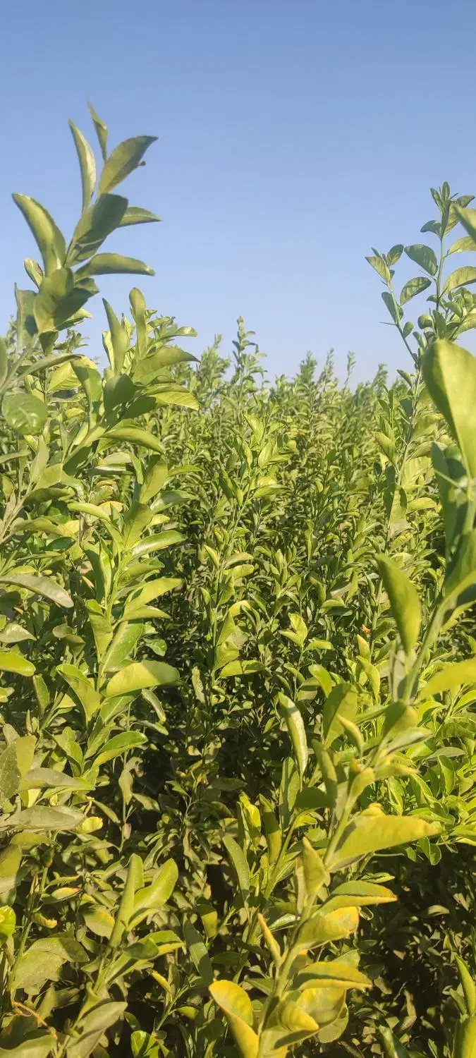 فروش انواع نهال مرکبات|خدمات باغبانی و درختکاری|عنبرآباد, |دیوار