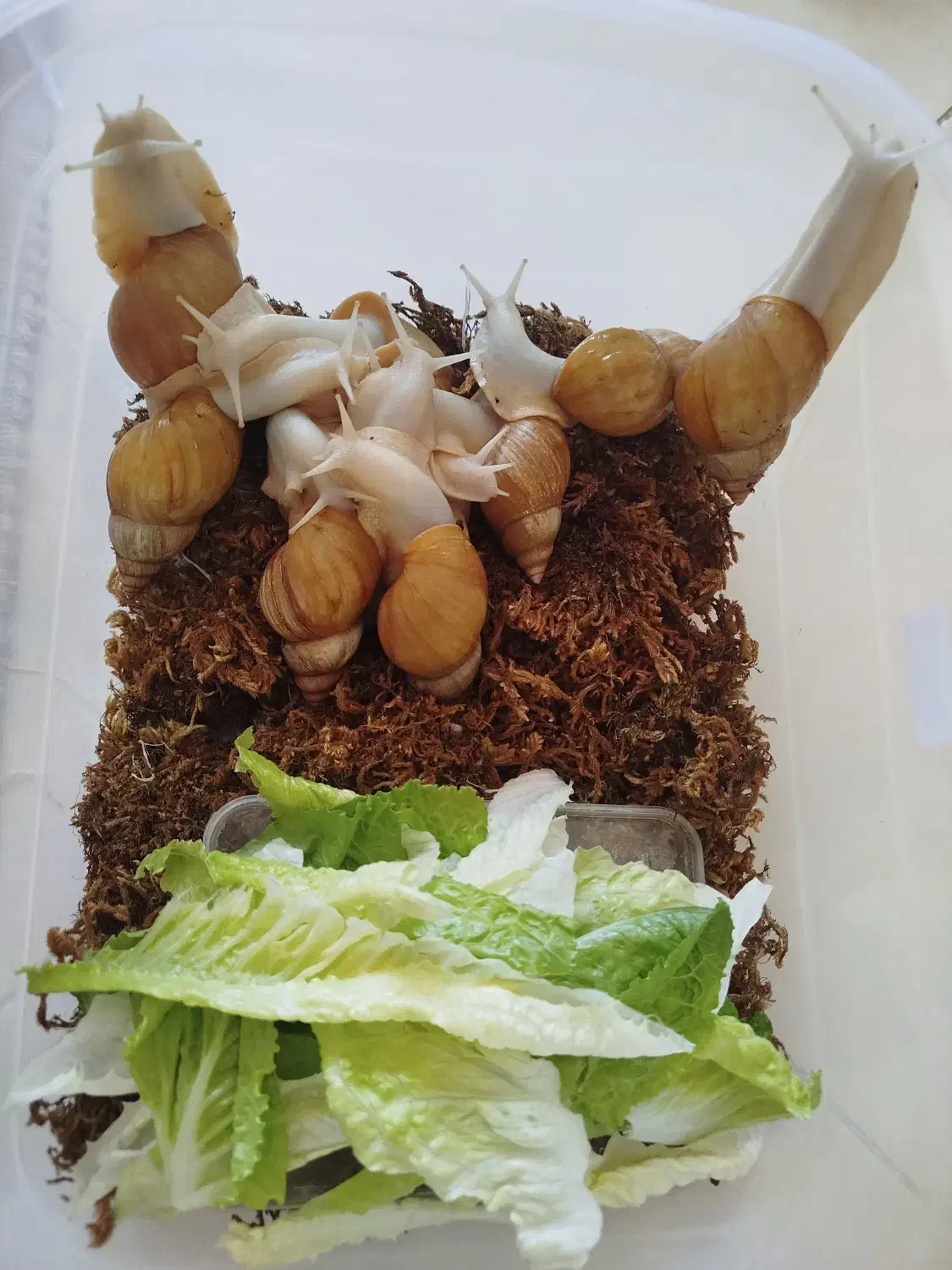 حلزون آچاتینا مولد|خزنده|تبریز, |دیوار