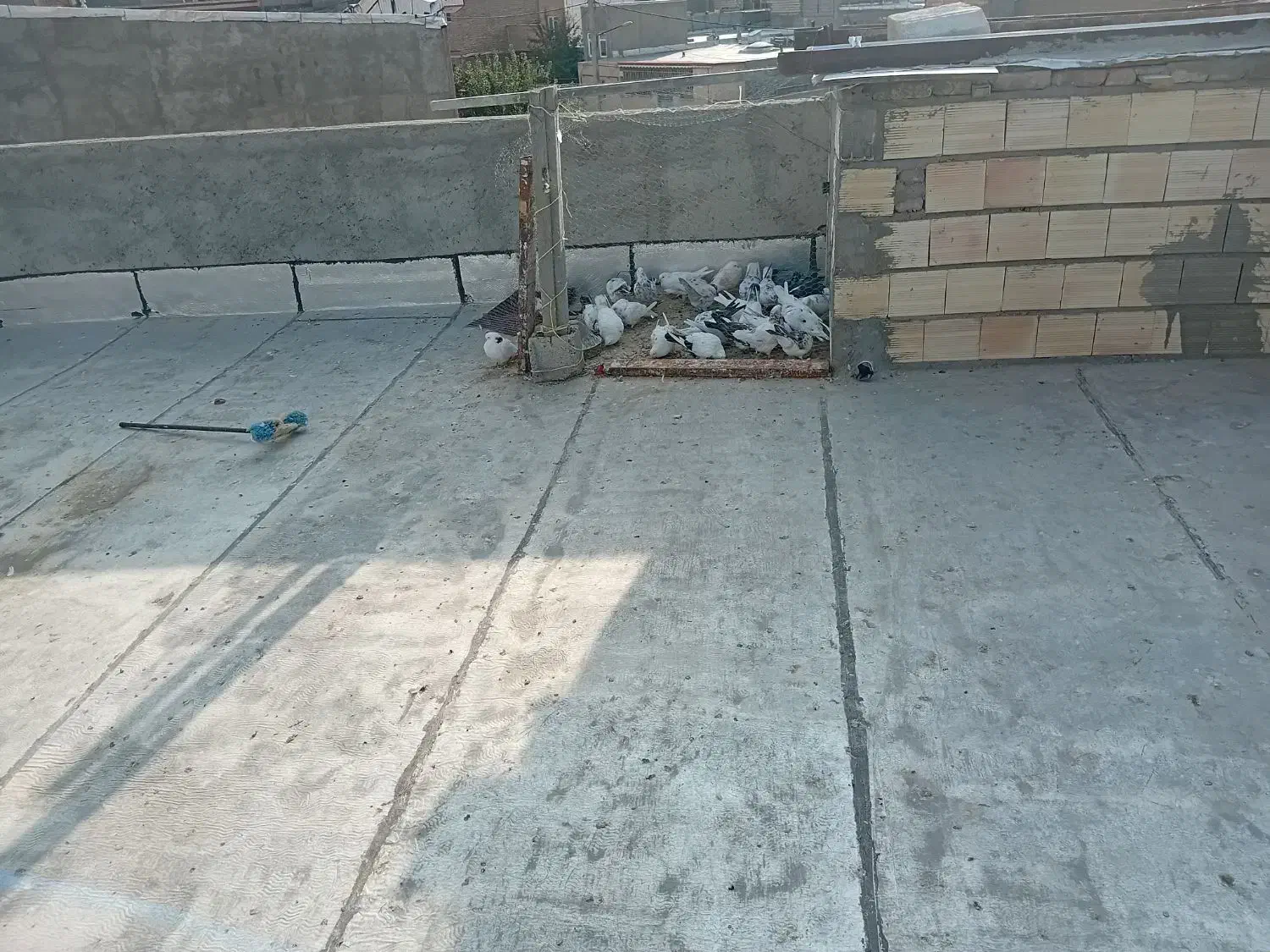 فروشی|پرنده|مشگین شهر, |دیوار