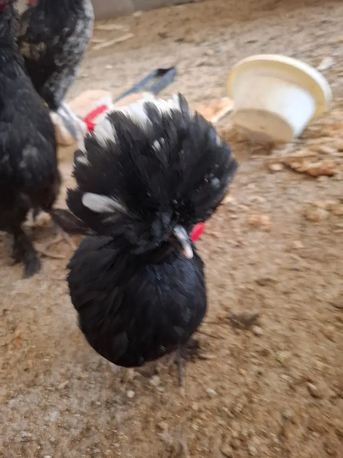 مرغ فروشی|حیوانات مزرعه|قم, نوقطار|دیوار