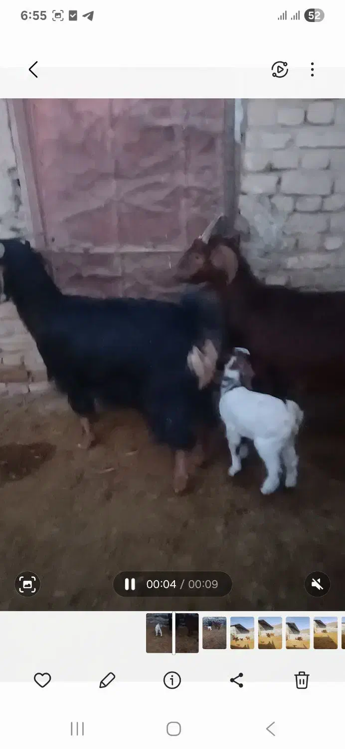 بزغاله 320000|حیوانات مزرعه|اراک, |دیوار