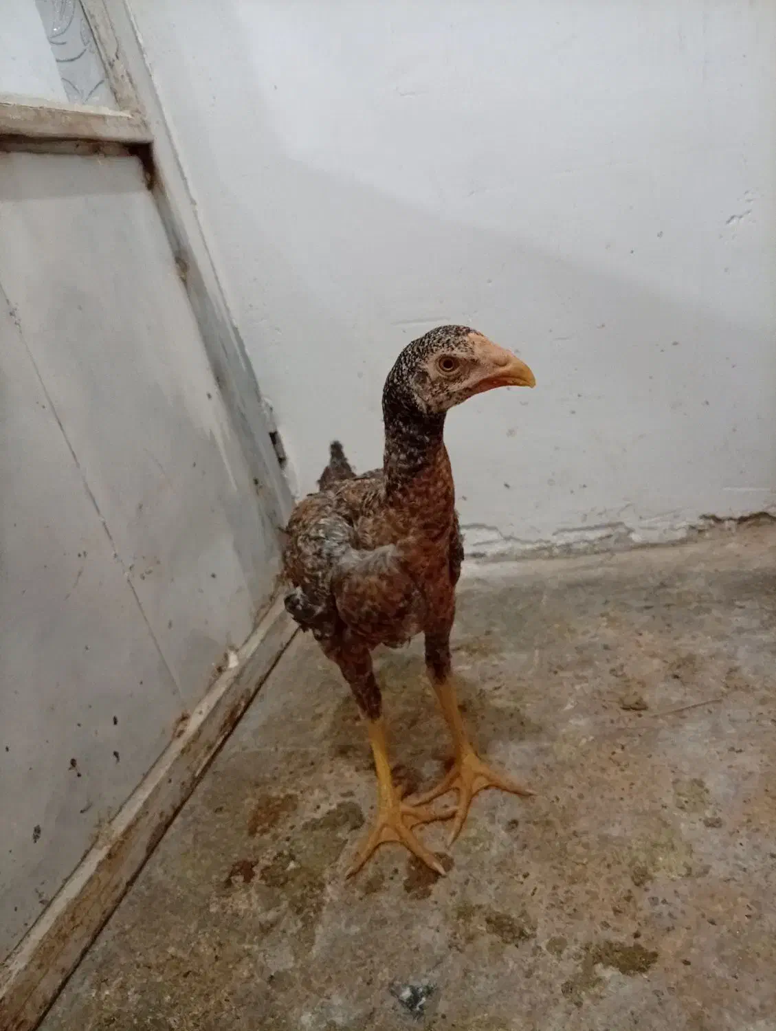 خروس لاری|پرنده|مشهد, شهید معقول|دیوار