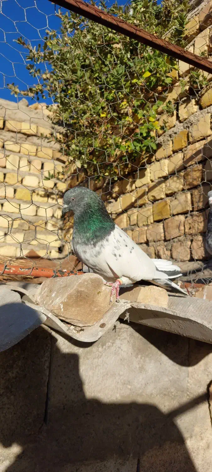 یجفت کله دم سبز|پرنده|آشتیان, |دیوار