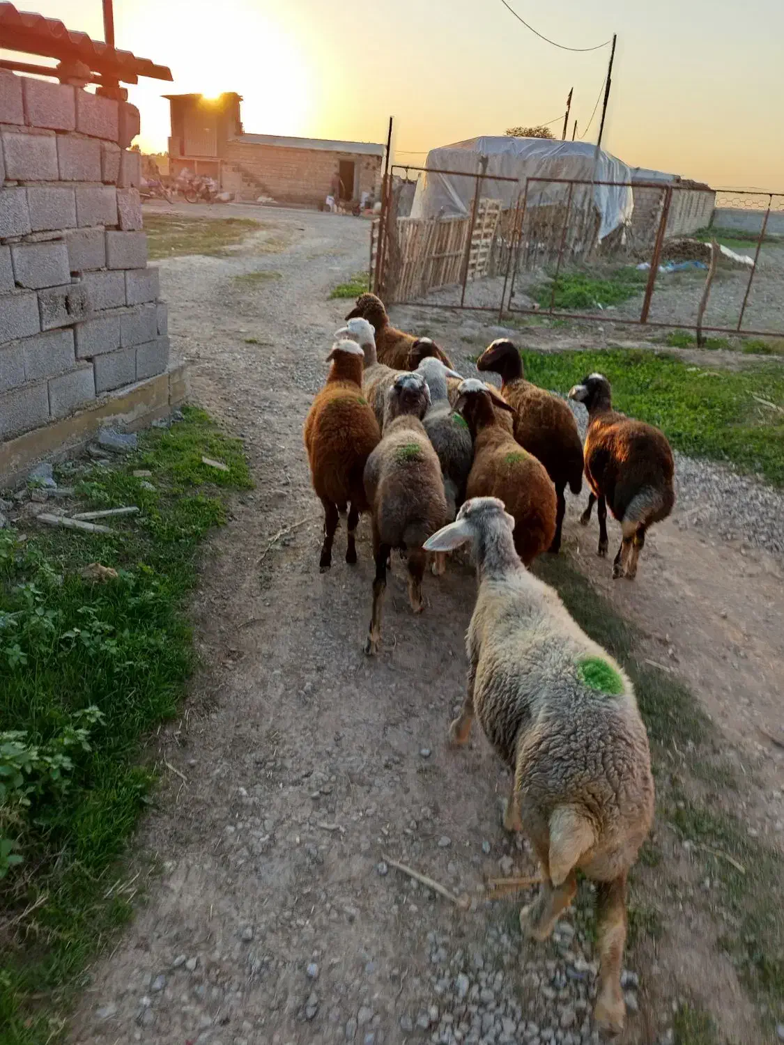 ده راس توقلی جنس خوب ماده|حیوانات مزرعه|سیمین شهر, |دیوار