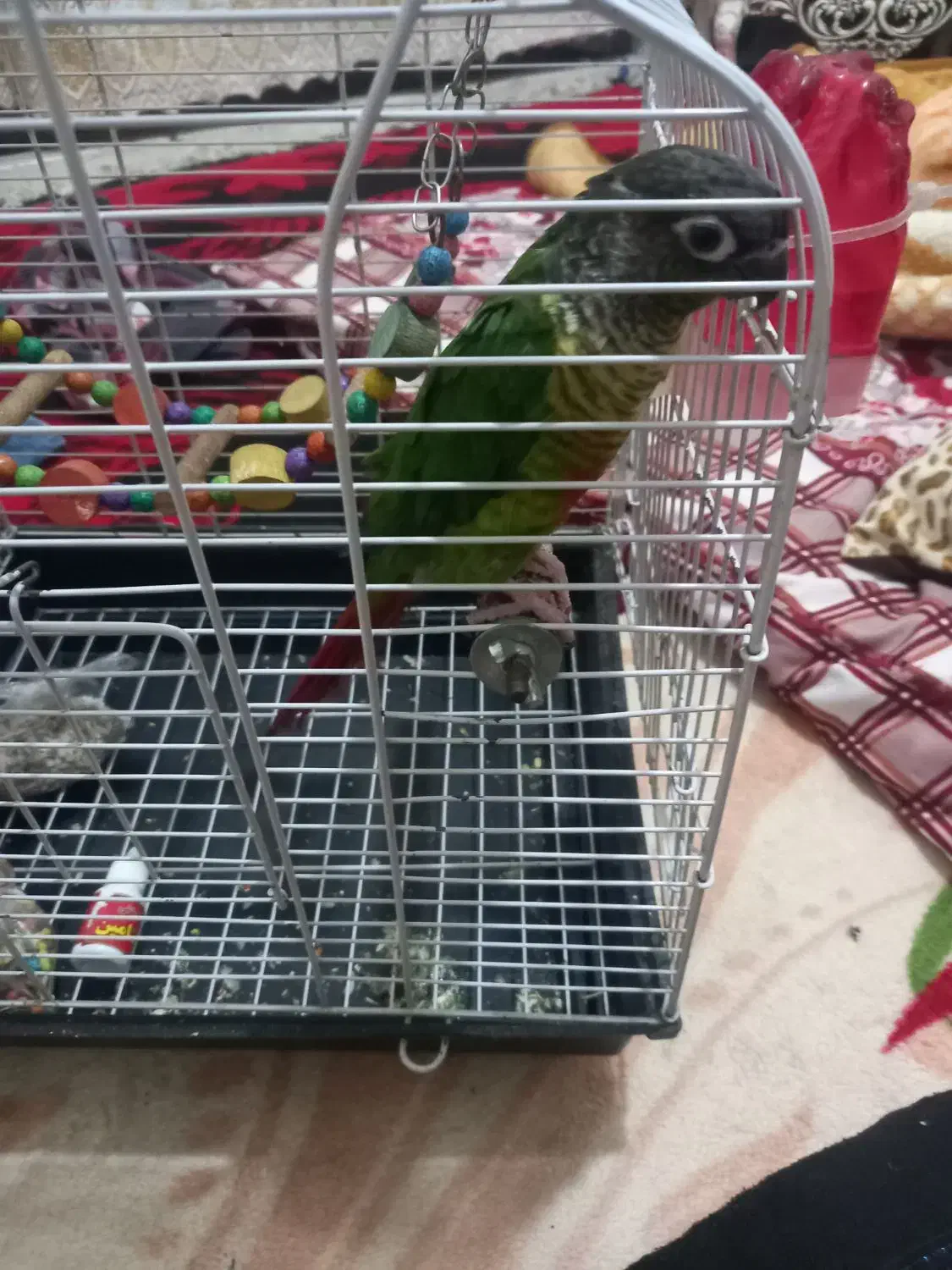 طوطی گرینچیک|پرنده|مشهد, شهید قربانی|دیوار