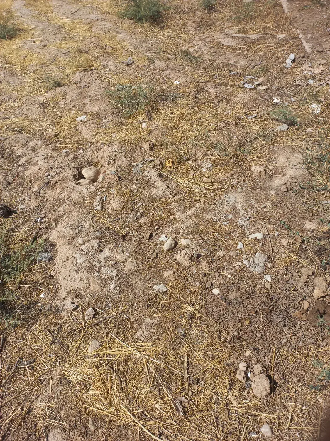 فروش زمین مسکونی  دارای سند ملکی در خشت|فروش زمین و ملک کلنگی|خشت, |دیوار