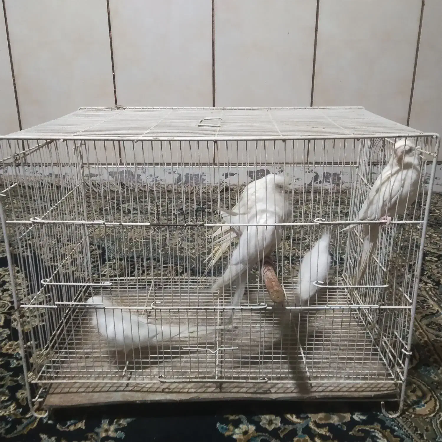 پنج جفت آلبینو بالغ|پرنده|بمپور, |دیوار