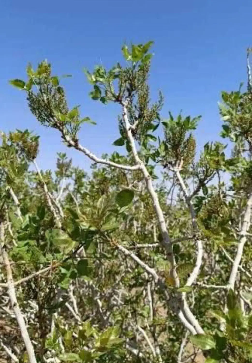 آب و زمین پسته|فروش دفتر صنعتی، کشاورزی، تجاری|بافق, |دیوار