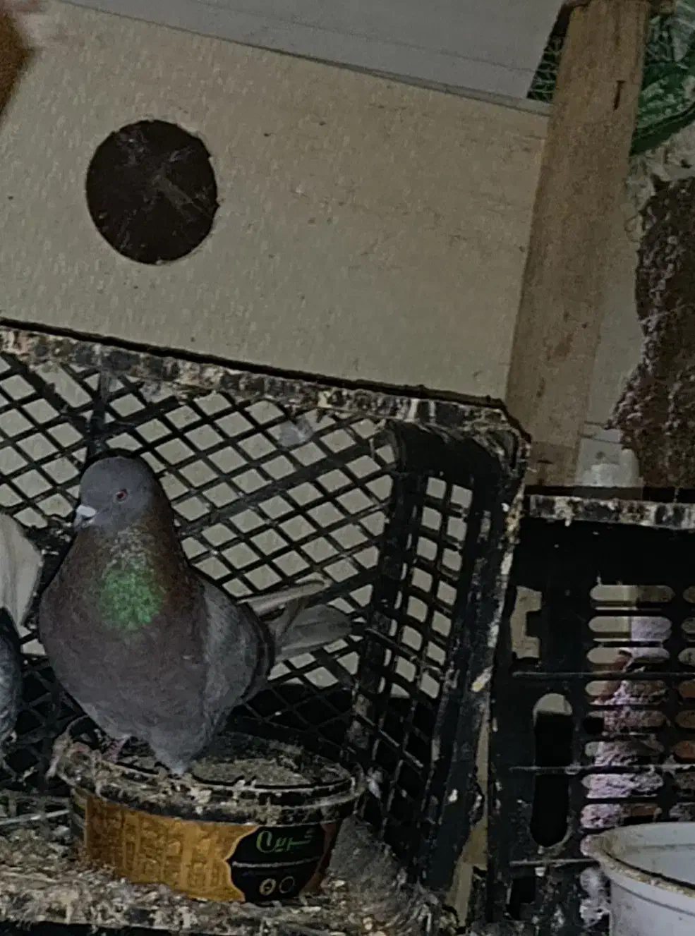 کبوتر|پرنده|بندر ترکمن, |دیوار