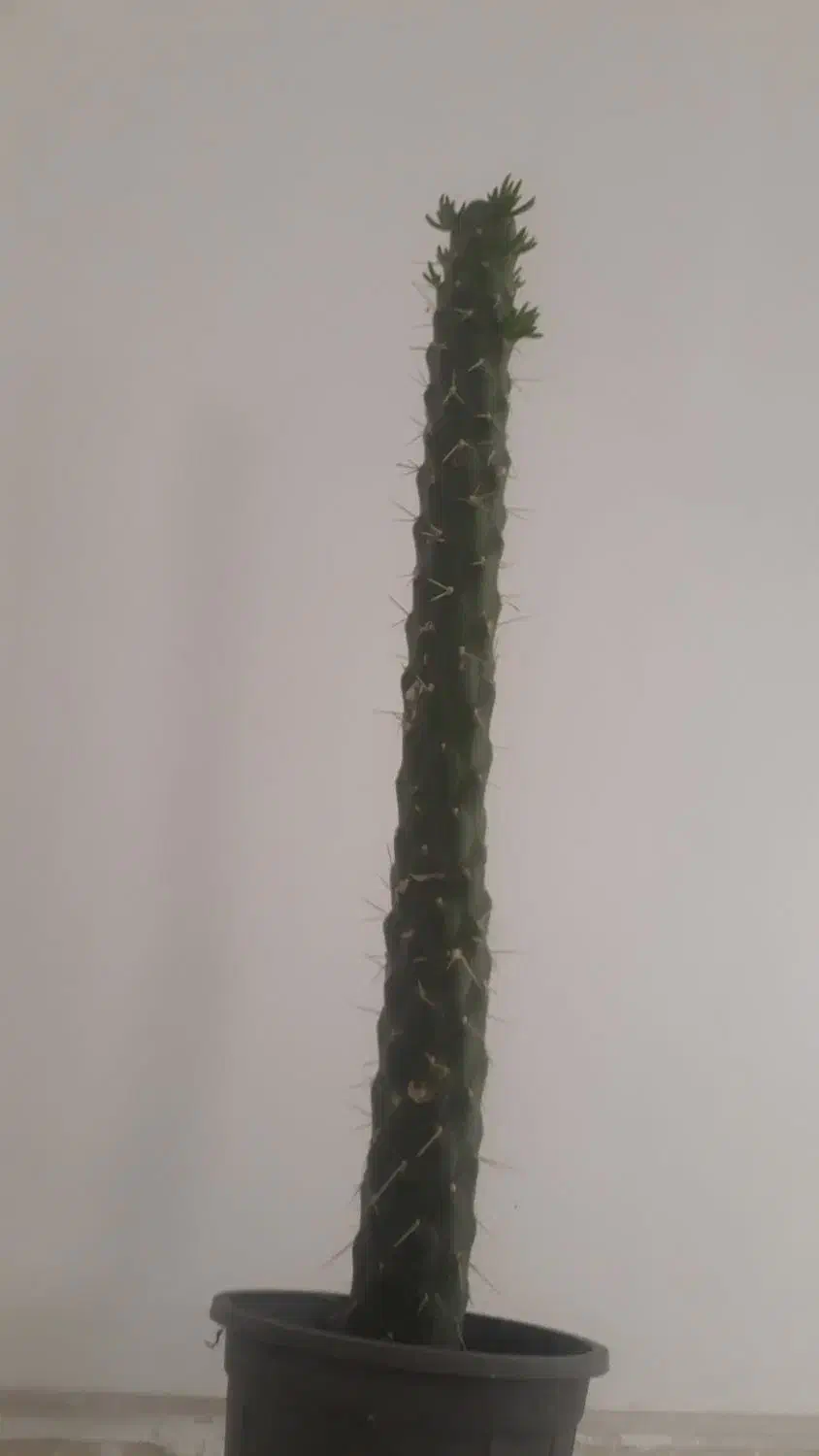 گل سریوس|گل و گیاه طبیعی|بسطام, |دیوار