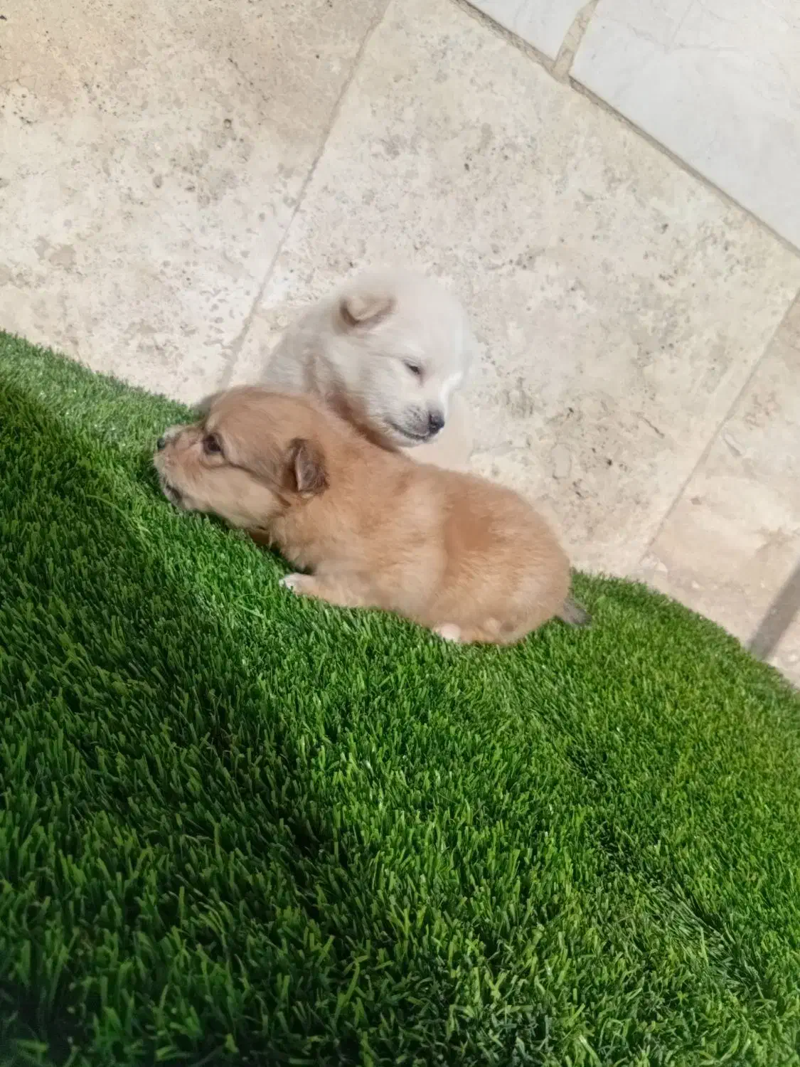 پامر کوچلو جیبی فقط 2.200.000|سگ|فردیس, قریشی|دیوار